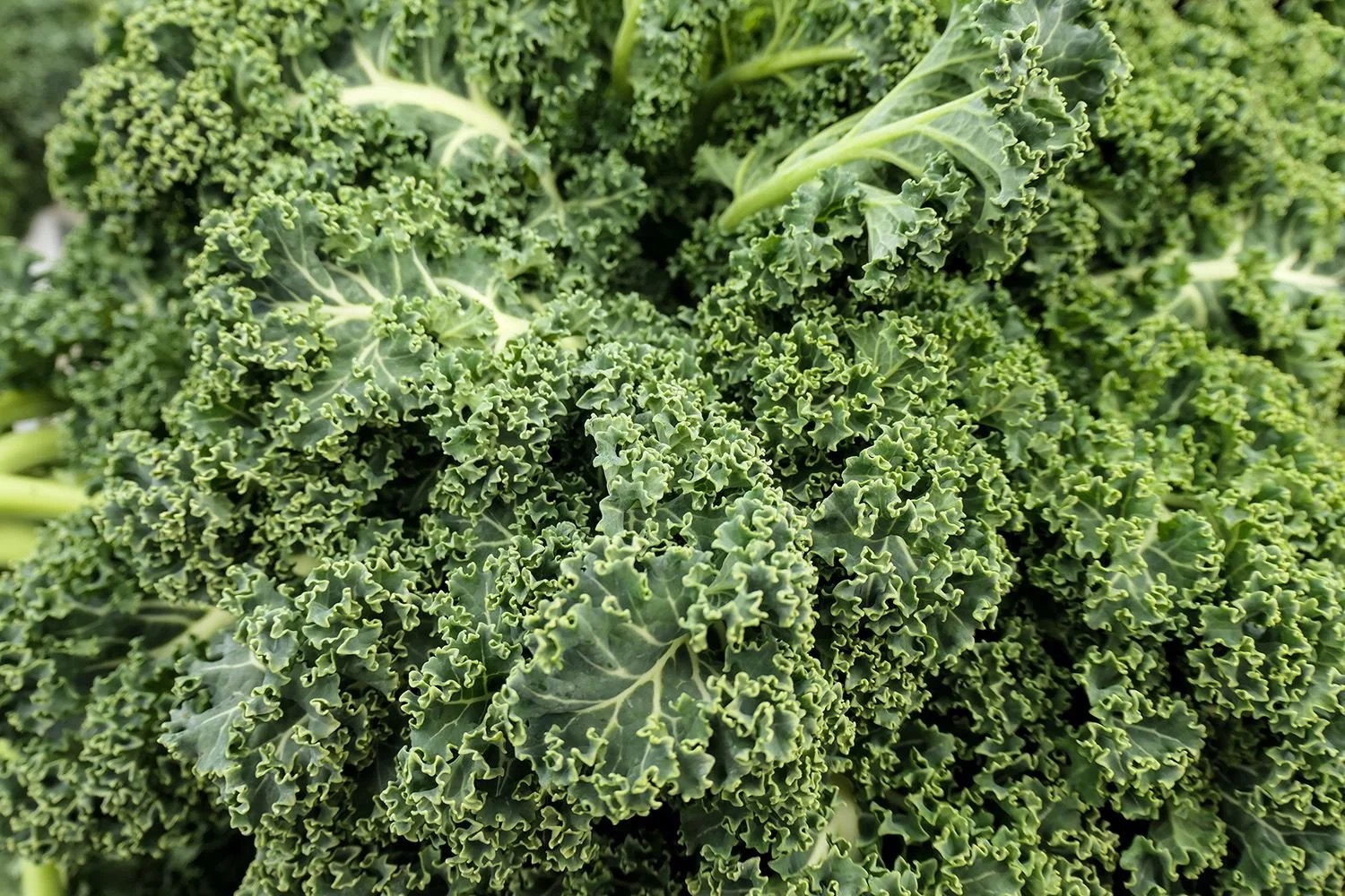 OnlyKale Instagram