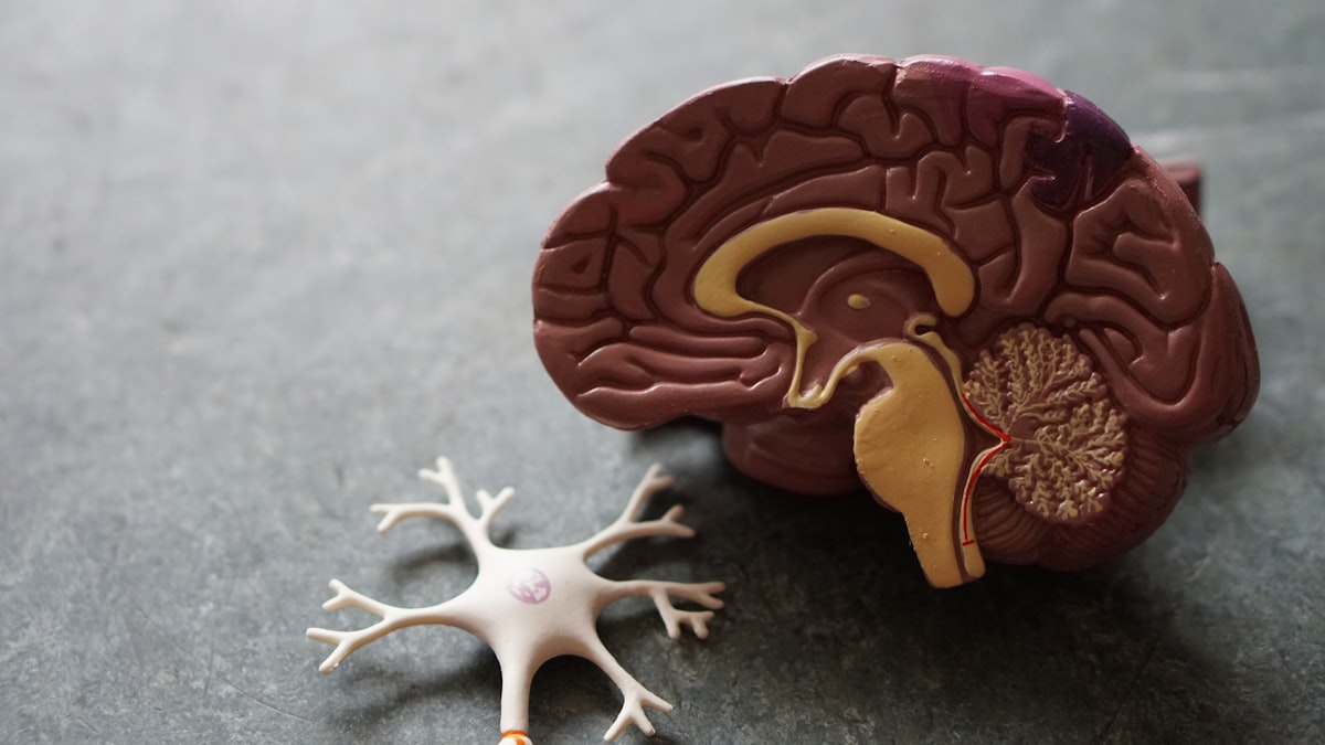 Kale and brain health — cognitive function and leafy greens