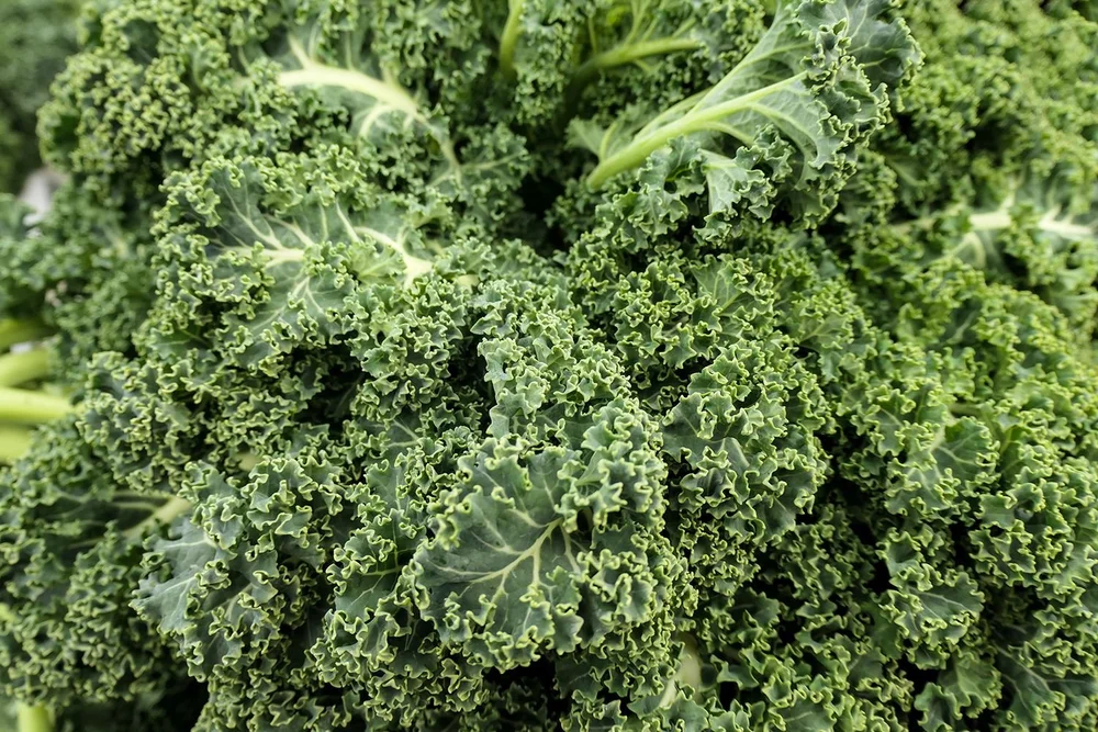 Kale growing in field