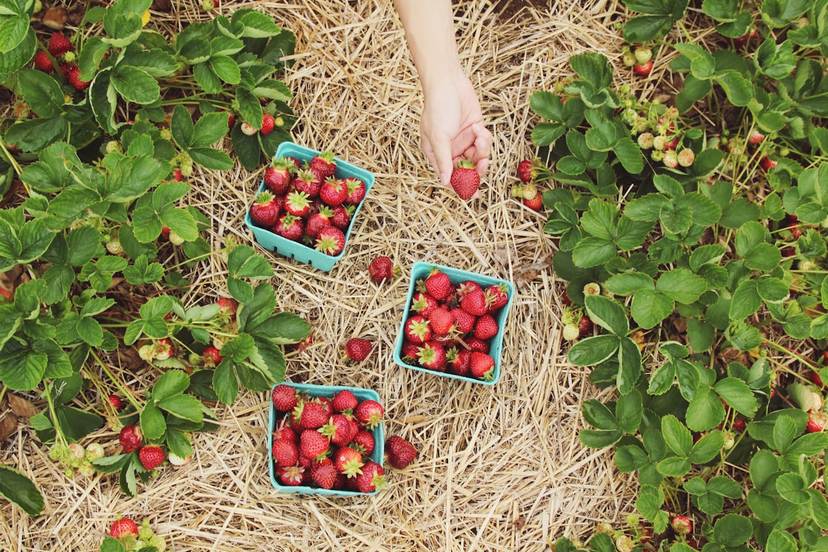 Sustainable farming and kale environmental footprint