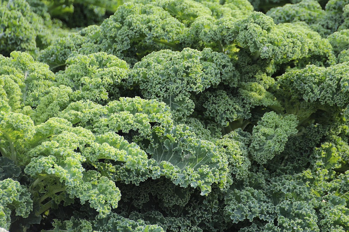 Organic vs conventional kale — pesticide residues and nutrient differences